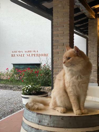 Agroturismo Relais Russiz Superiore