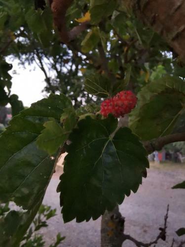 Bed & Breakfast Masseria Le Querciole