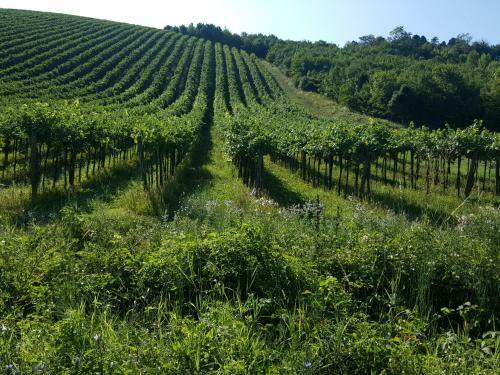 Bed & Breakfast La Terrazza Sui Vigneti-rovescala