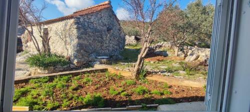 House "olive Tree"