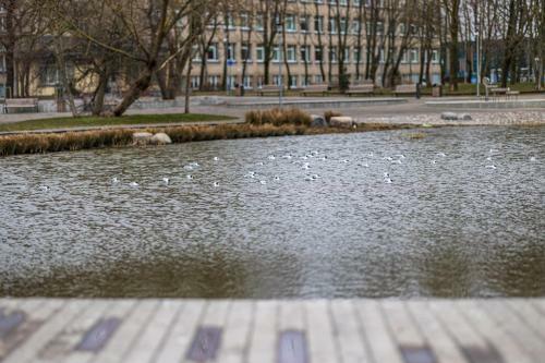 Jaukus Apartamentas Prie Parko