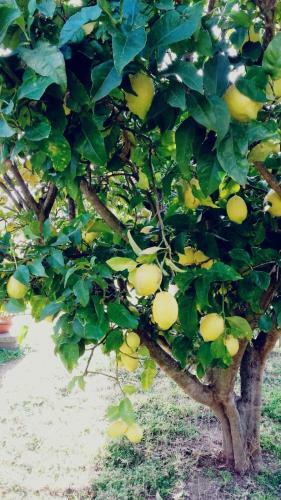 Bed & Breakfast B & B Gli Oleandri