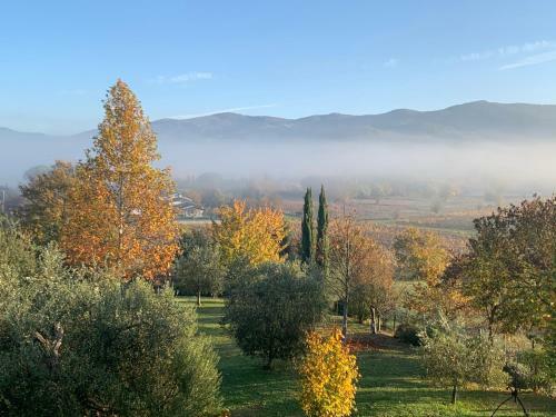 Camera Vista Panoramica Su Vigneto