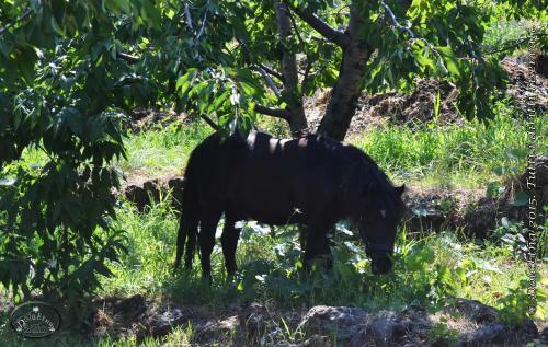 Agroturismo Agriturismo Dolcetna