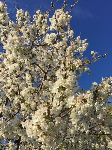 Happy Hill - Appartamento Bamb�-natura E Relax
