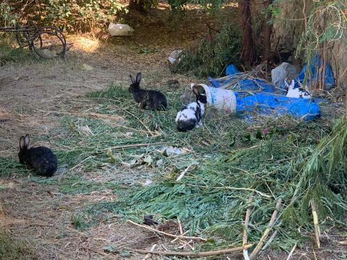 Agroturismo Nubian Farm Aswan