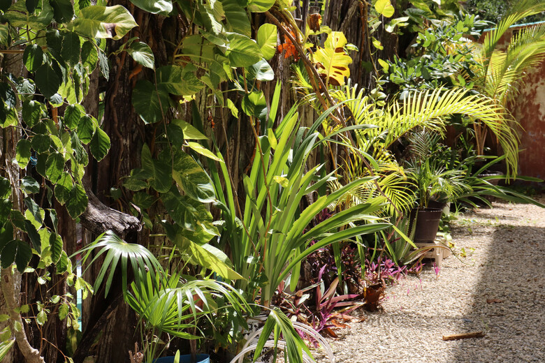 Hotel Andrea�s Tulum