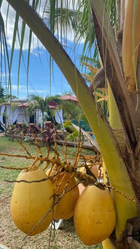Apartamento La Case Bois Cr�ole