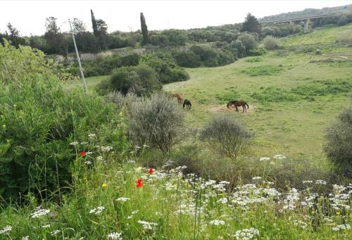 Bed & Breakfast Albero Della Musica