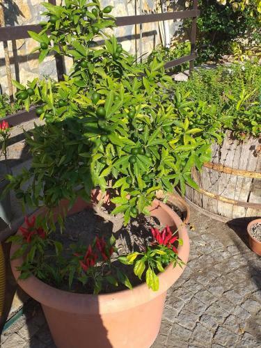 Bed & Breakfast Appartamento House Ida