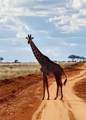 Nyumbani Mamba