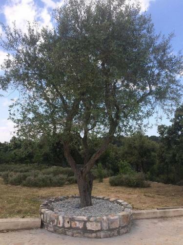 Apartamento Il Trullo Bianco