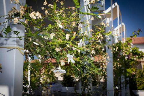 Aed Suite 4