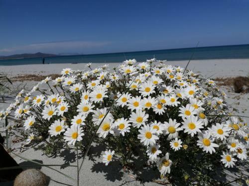 Apartamento Sunflower House
