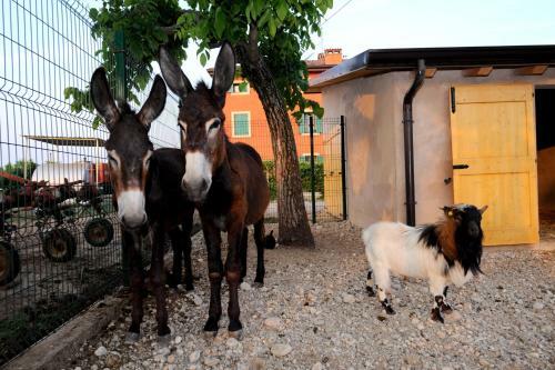 Agroturismo Agriturismo Al Barco