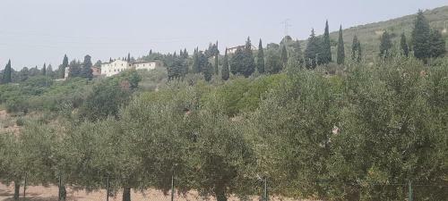 Apartamento La Casa Tra Gli Ulivi