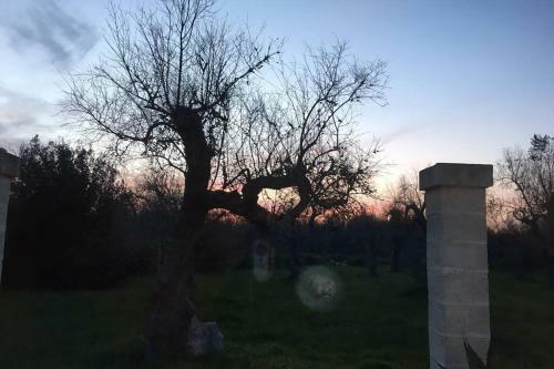 Ca? Dell?agave-le More-villa Immersa Negli Ulivi