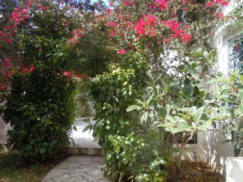 House With Wala Garden