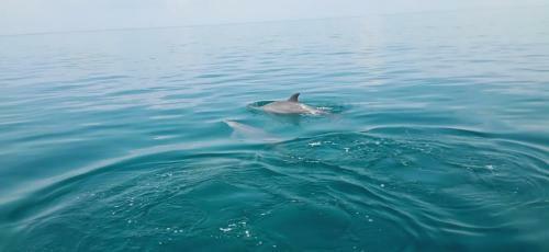 Wasini Raha Snorkeling And Diving