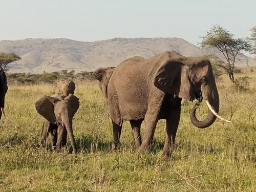 Apartamento Ngorongoro Tanzania