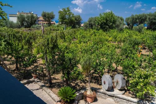 Bed & Breakfast Lemon Factor Sorrento