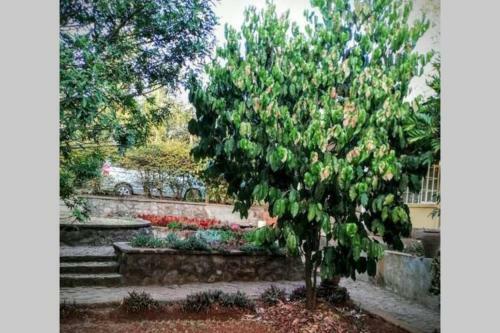 Apartamento Od Marro Forest Getaway