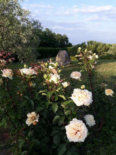Bed & Breakfast L'orto Sul Poggio