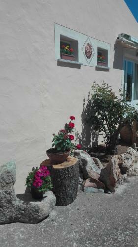 Agroturismo Agriturismo Monte Pino