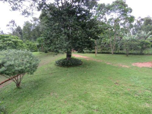 Hotel Jungle Lodge