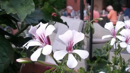 Hotel Al Caminetto - Adults Only
