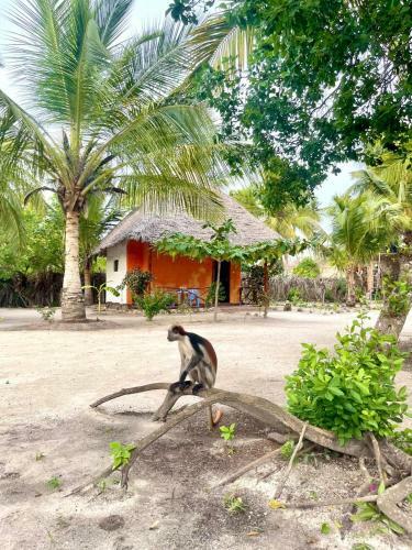 Bed & Breakfast Dreams Of Mapacha