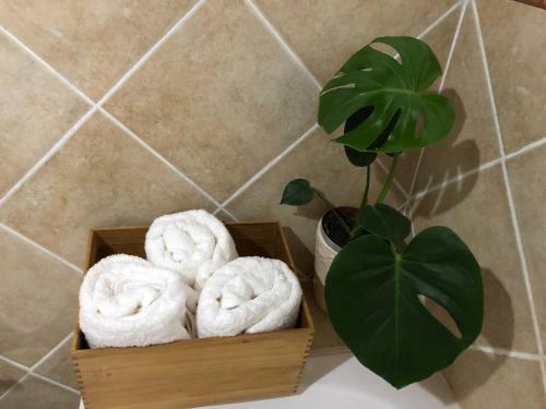 Hostal The Wild Fig