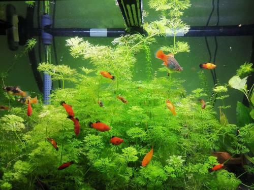 Hostal Aquarium Room Fish And Gastropods