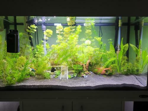Hostal Aquarium Room Fish And Gastropods