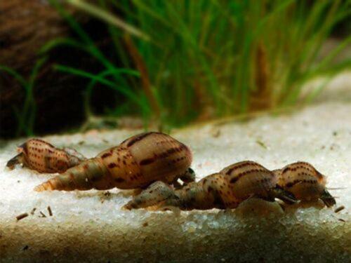 Hostal Aquarium Room Fish And Gastropods