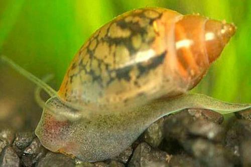 Hostal Aquarium Room Fish And Gastropods