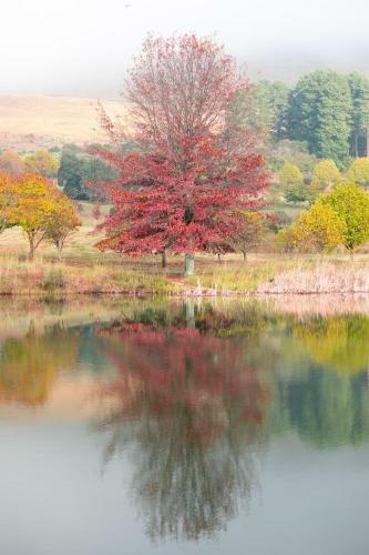 Walkersons Estate Red Oak Ridge