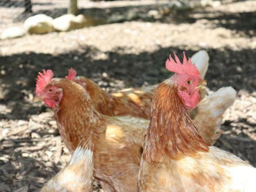 Apartamento La Ferme