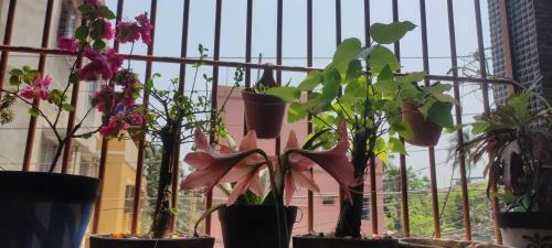 Satrangi Homestay Kolkata