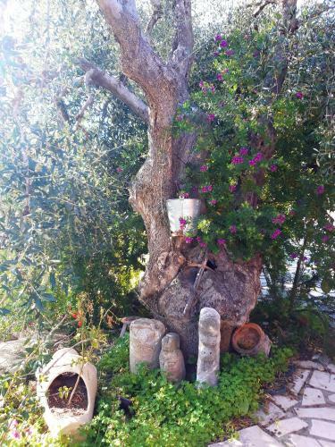 B&B Borgo Degli Ulivi