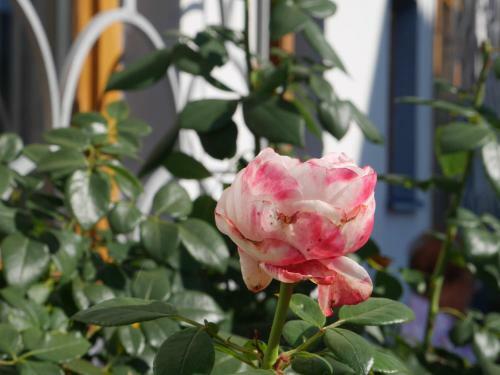 Hotel Garni H�chschmied