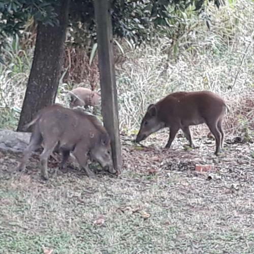 Agroturismo Le Mimose B&B