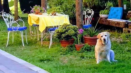 Bed & Breakfast The Italian Riviera