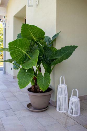 Villa Calla