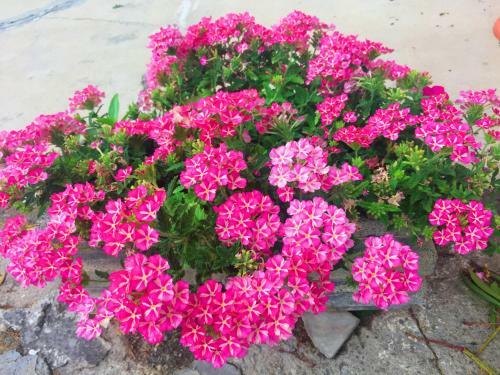 Bed & Breakfast Villa Cenzina