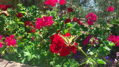 Bed & Breakfast Villa Cenzina