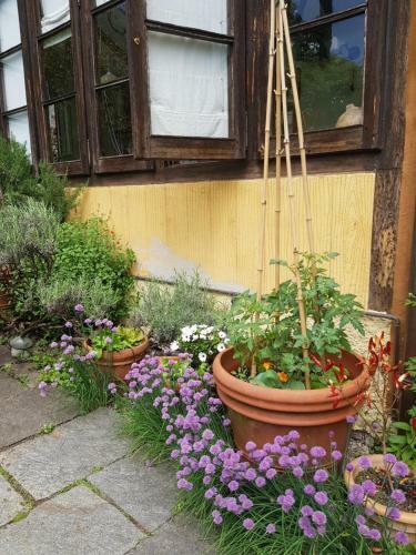 Apartamento Ca Balossa
