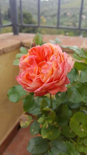 Apartamento Mamma Laura