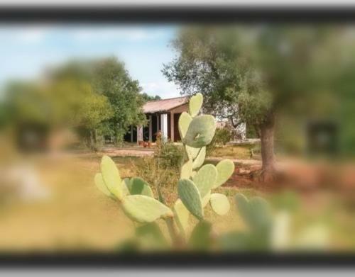 Tenuta Mar�