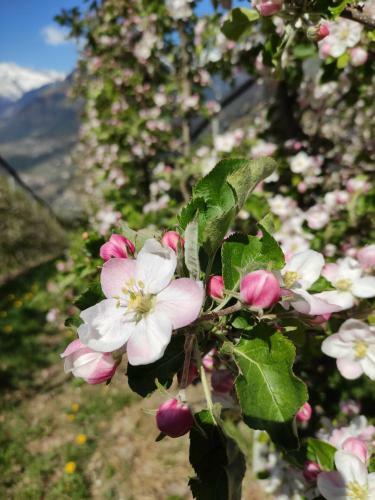 Apartamento Pr�nsterhof Schenna
